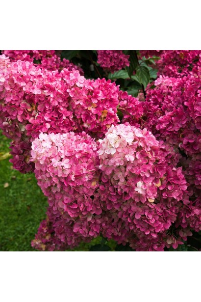 Гортензия Самарская Лидия